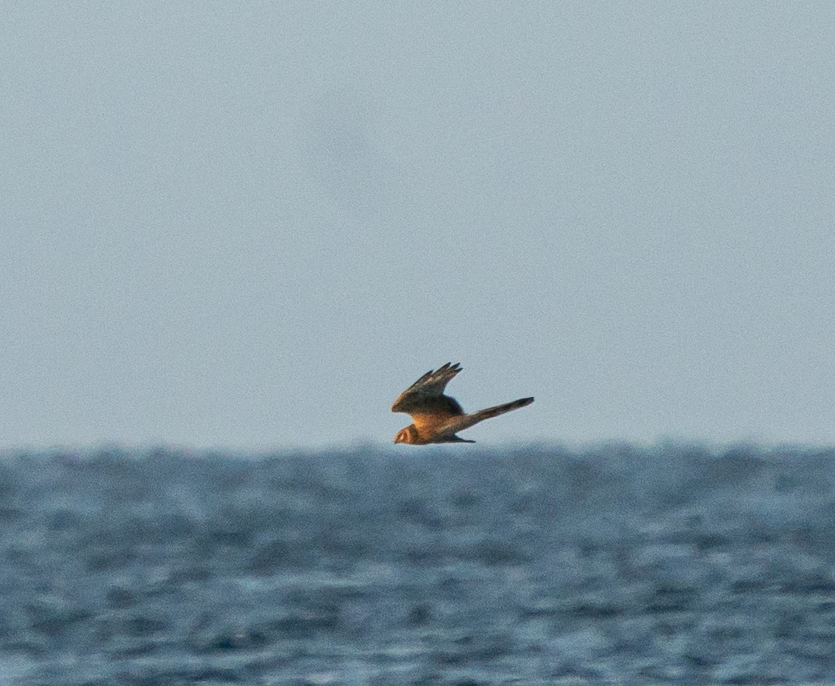 Pallid Harrier - ML441055721