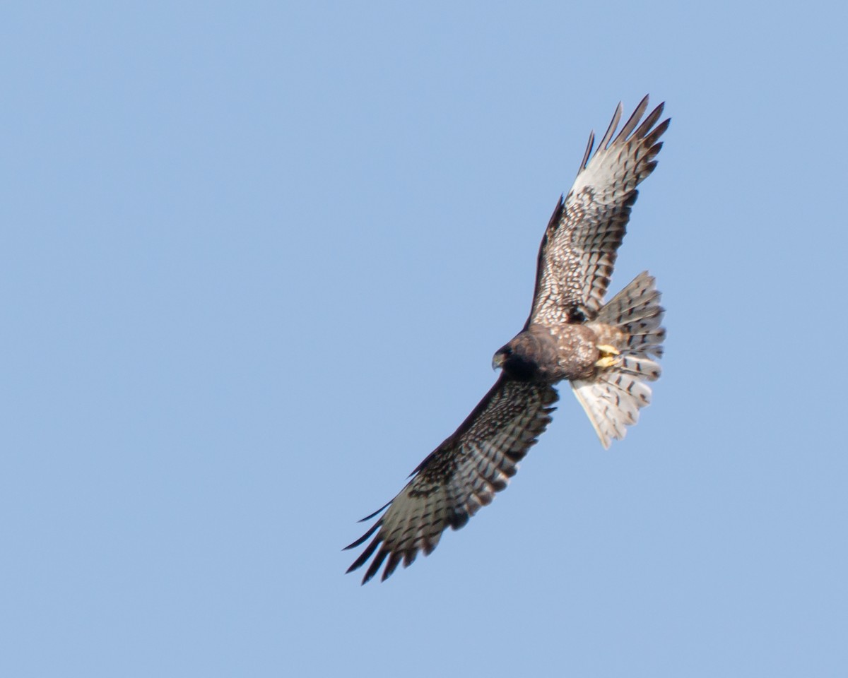Short-tailed Hawk - Jeff Stacey
