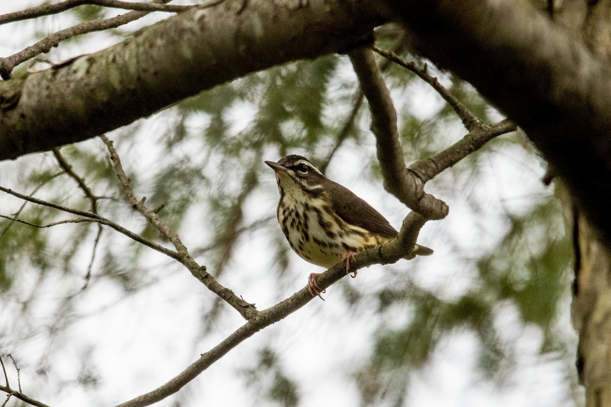 Louisiana Waterthrush - ML441058821
