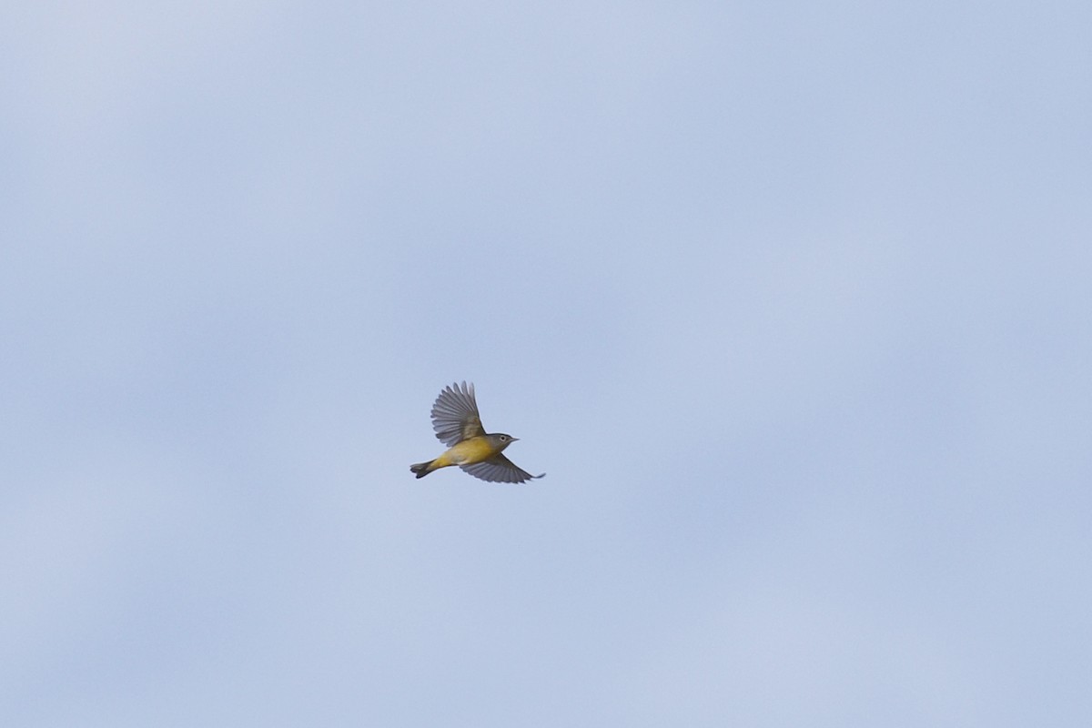 Nashville Warbler - ML441059621