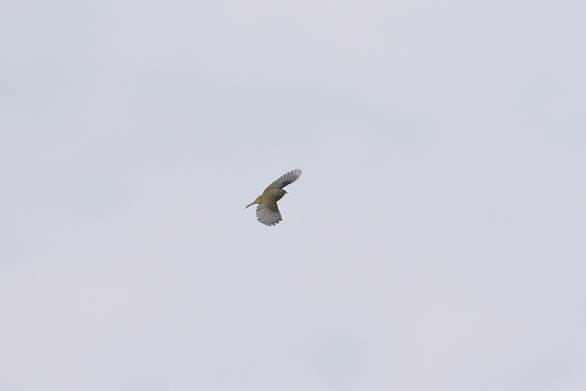 Nashville Warbler - ML441059641