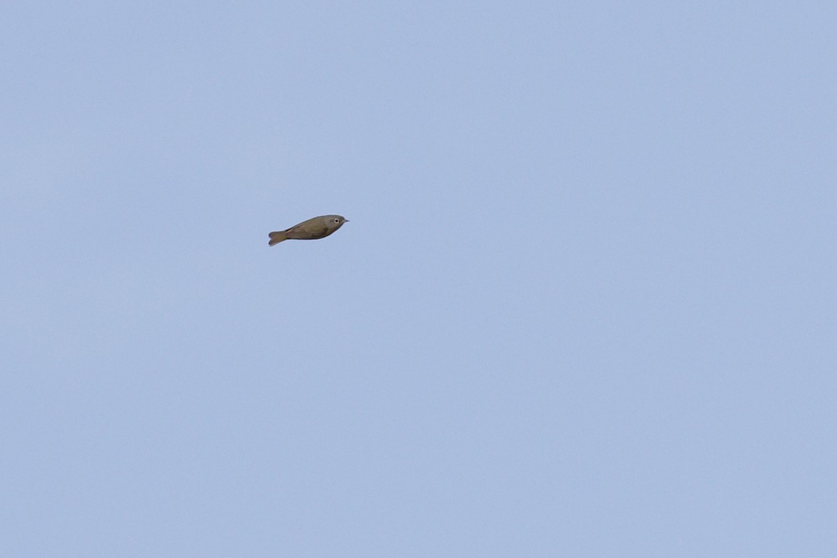 Nashville Warbler - ML441059651