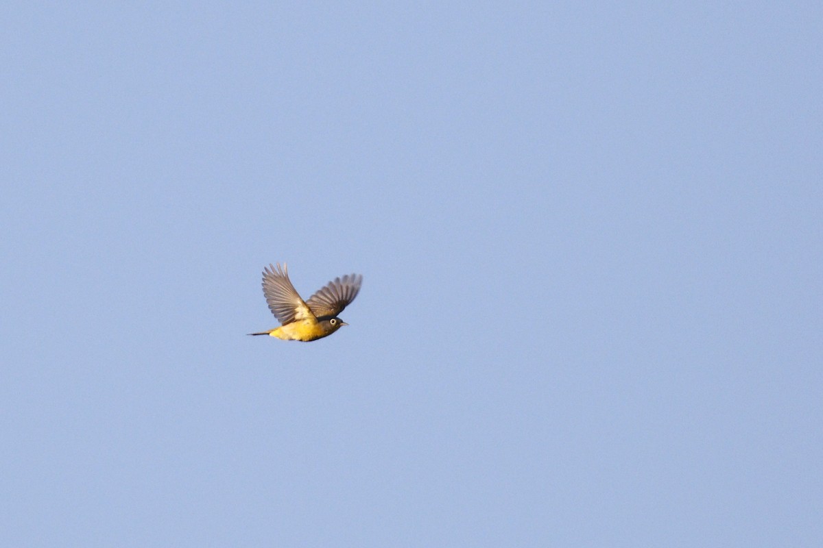 Nashville Warbler - Ted Keyel