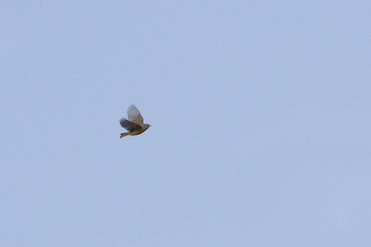 Nashville Warbler - Ted Keyel