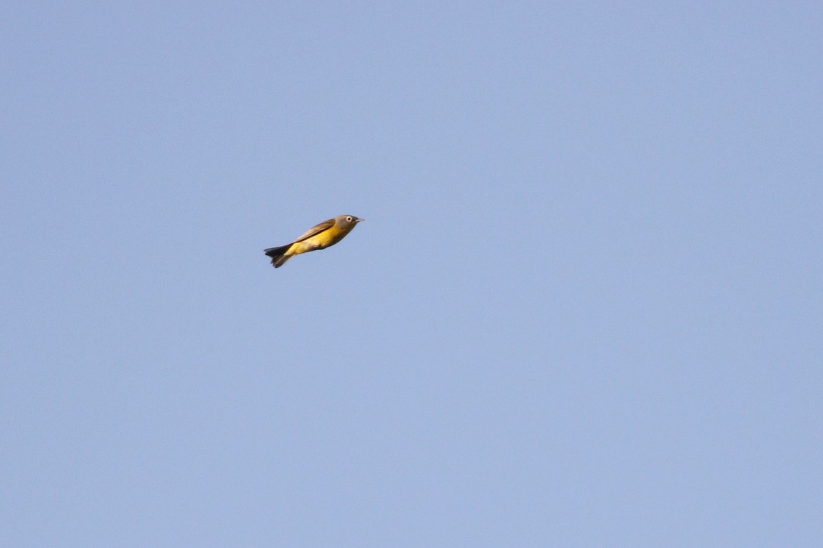 Nashville Warbler - ML441059681