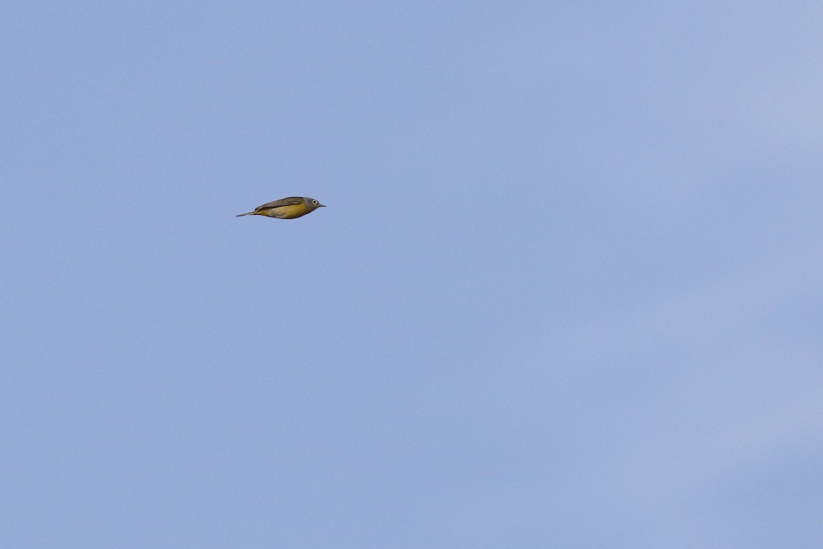 Nashville Warbler - ML441059701