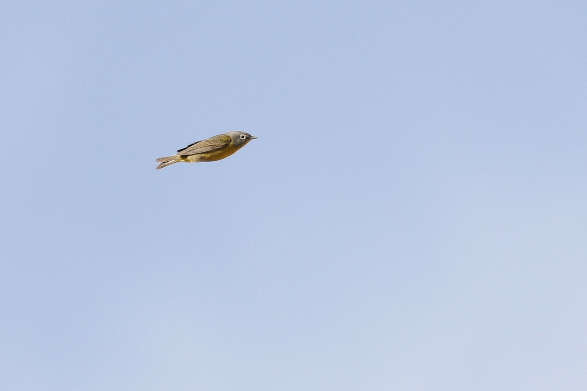 Nashville Warbler - ML441059711