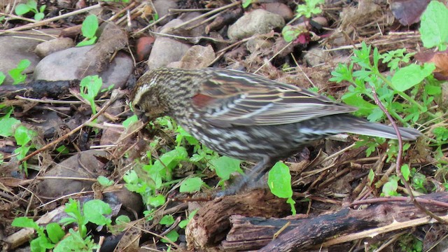 Red-winged Blackbird - ML441059981