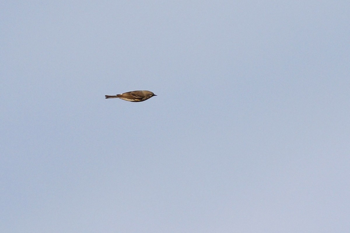 lesňáček žlutoskvrnný - ML441061331