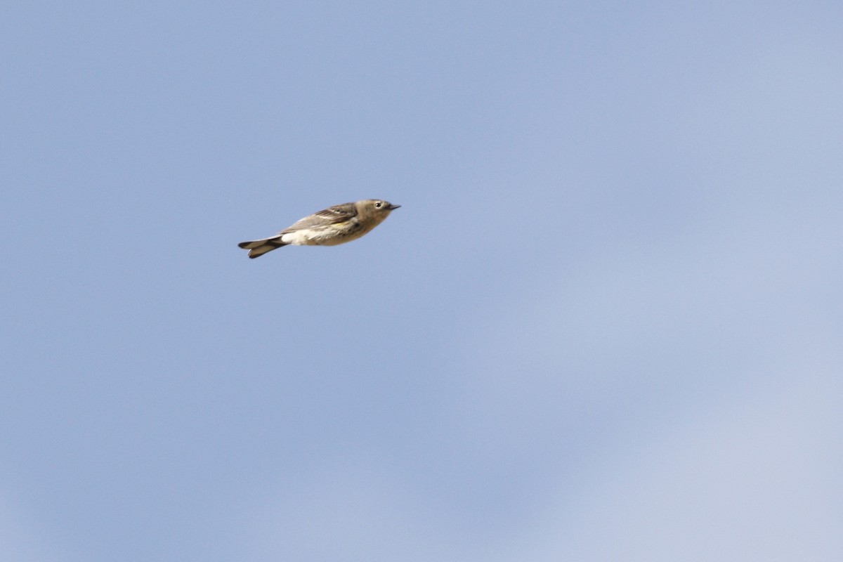 lesňáček žlutoskvrnný - ML441061421