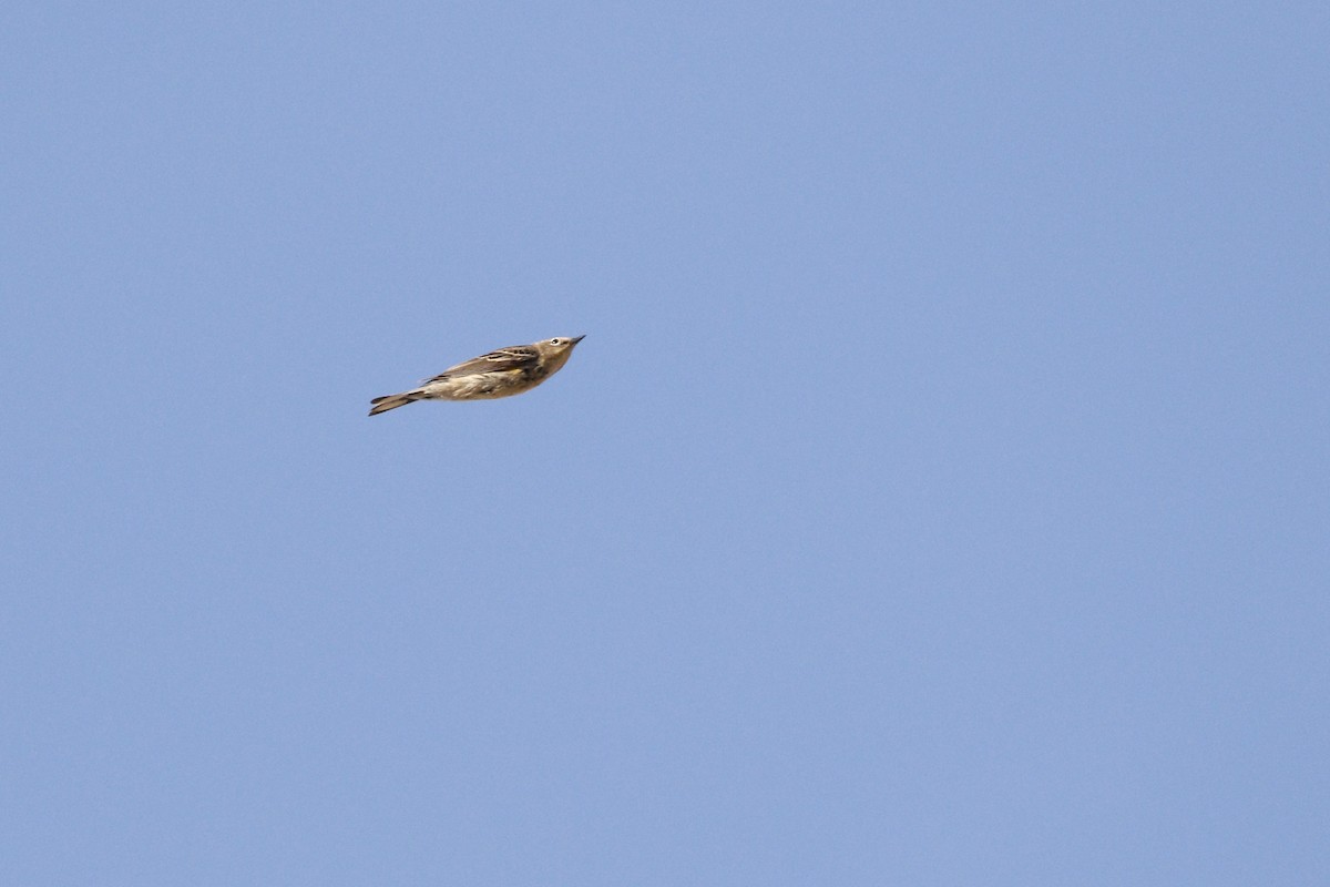 lesňáček žlutoskvrnný - ML441061451