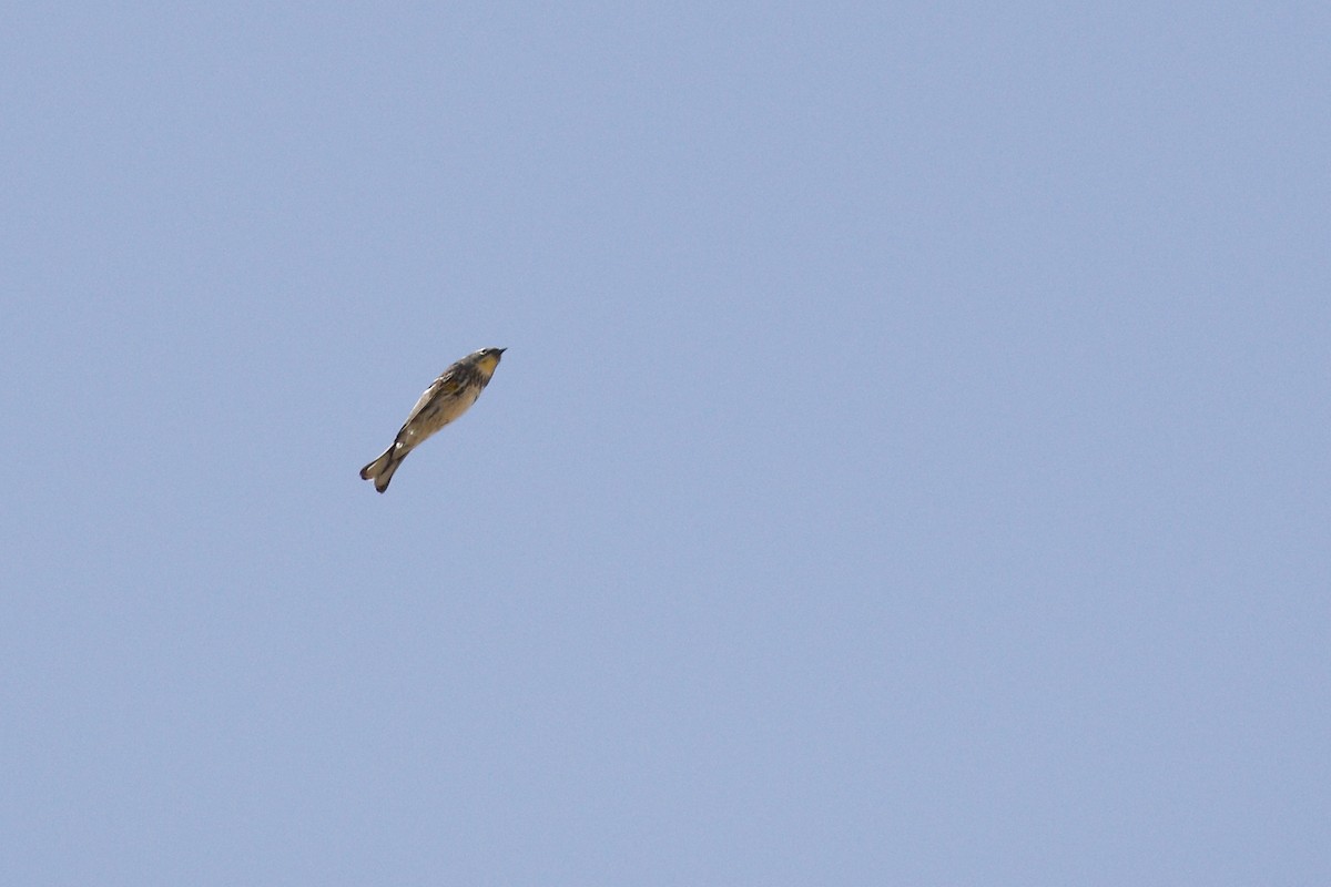 lesňáček žlutoskvrnný - ML441061491