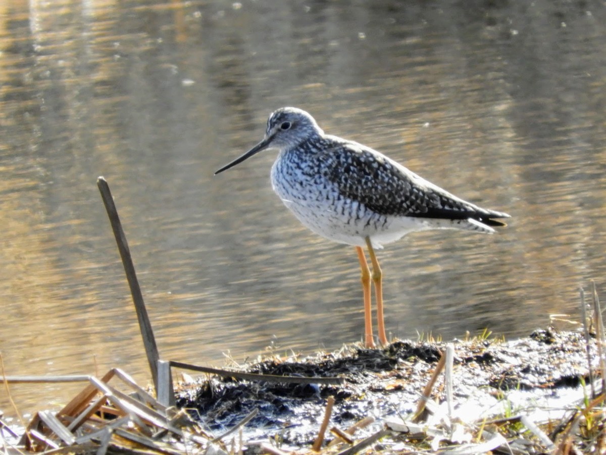 Greater Yellowlegs - ML441062561