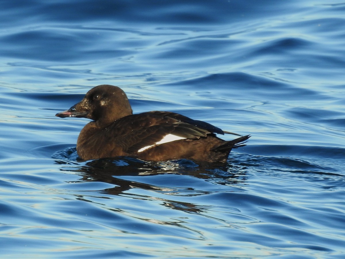 White-winged Scoter - Bonnie Kinder