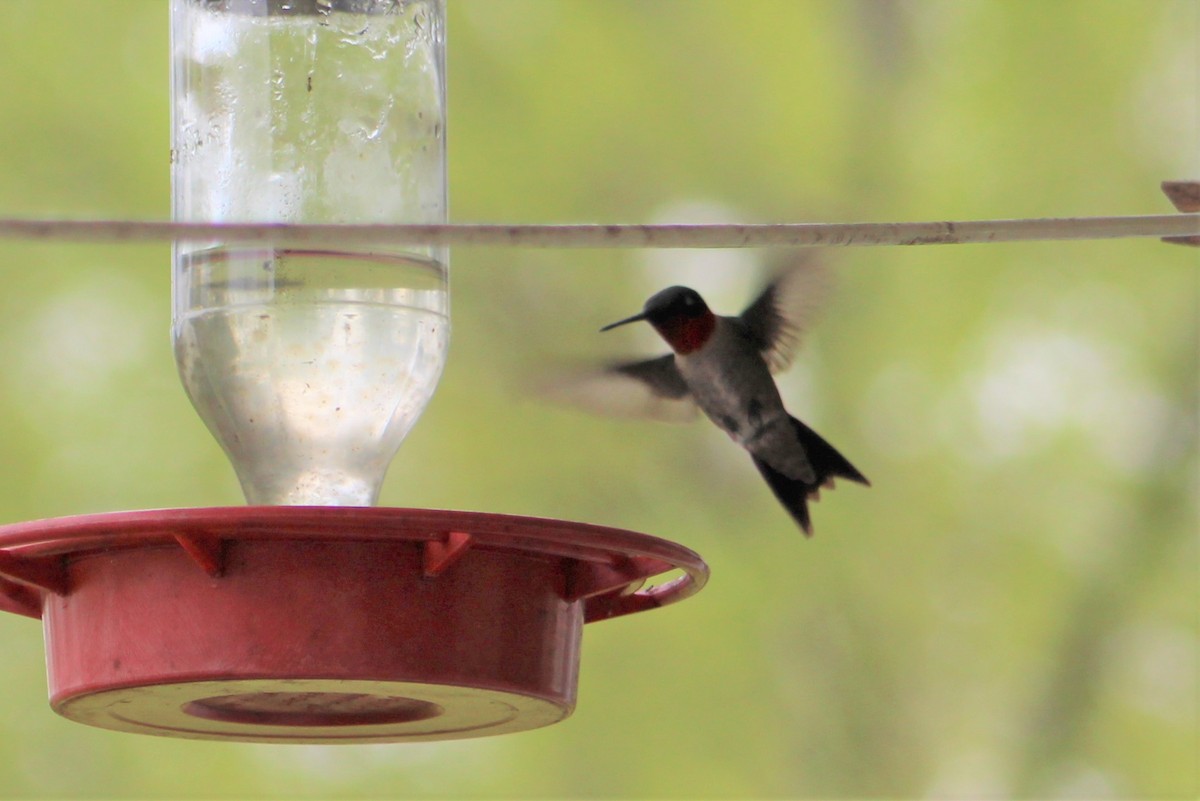 Colibrí Gorjirrubí - ML441063471