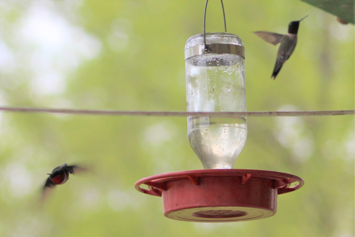 Colibrí Gorjirrubí - ML441063541