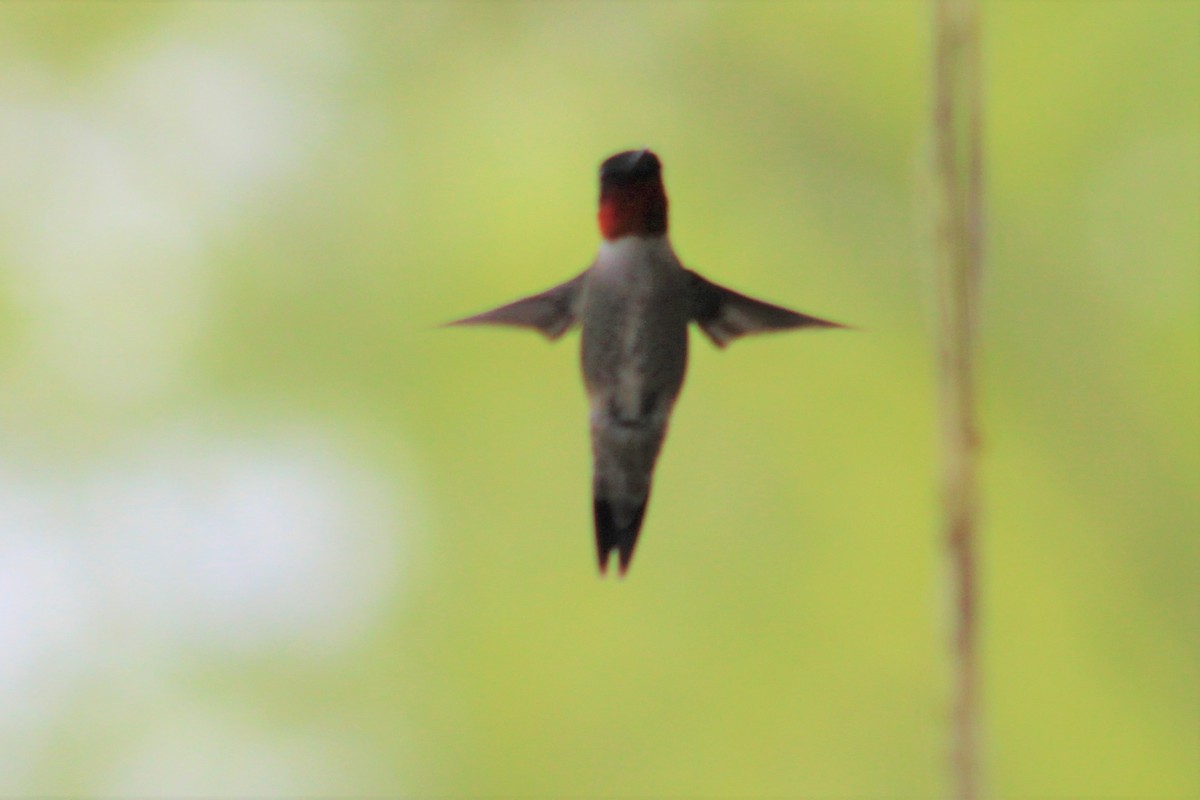 Colibrí Gorjirrubí - ML441063551