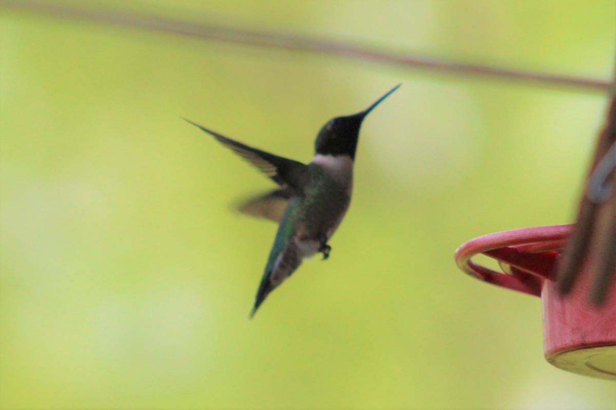 Ruby-throated Hummingbird - David & Marnie Kuhns