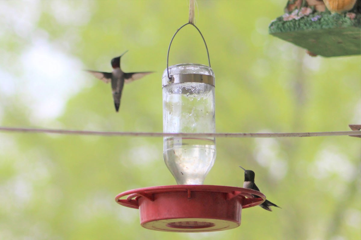 Colibrí Gorjirrubí - ML441063581