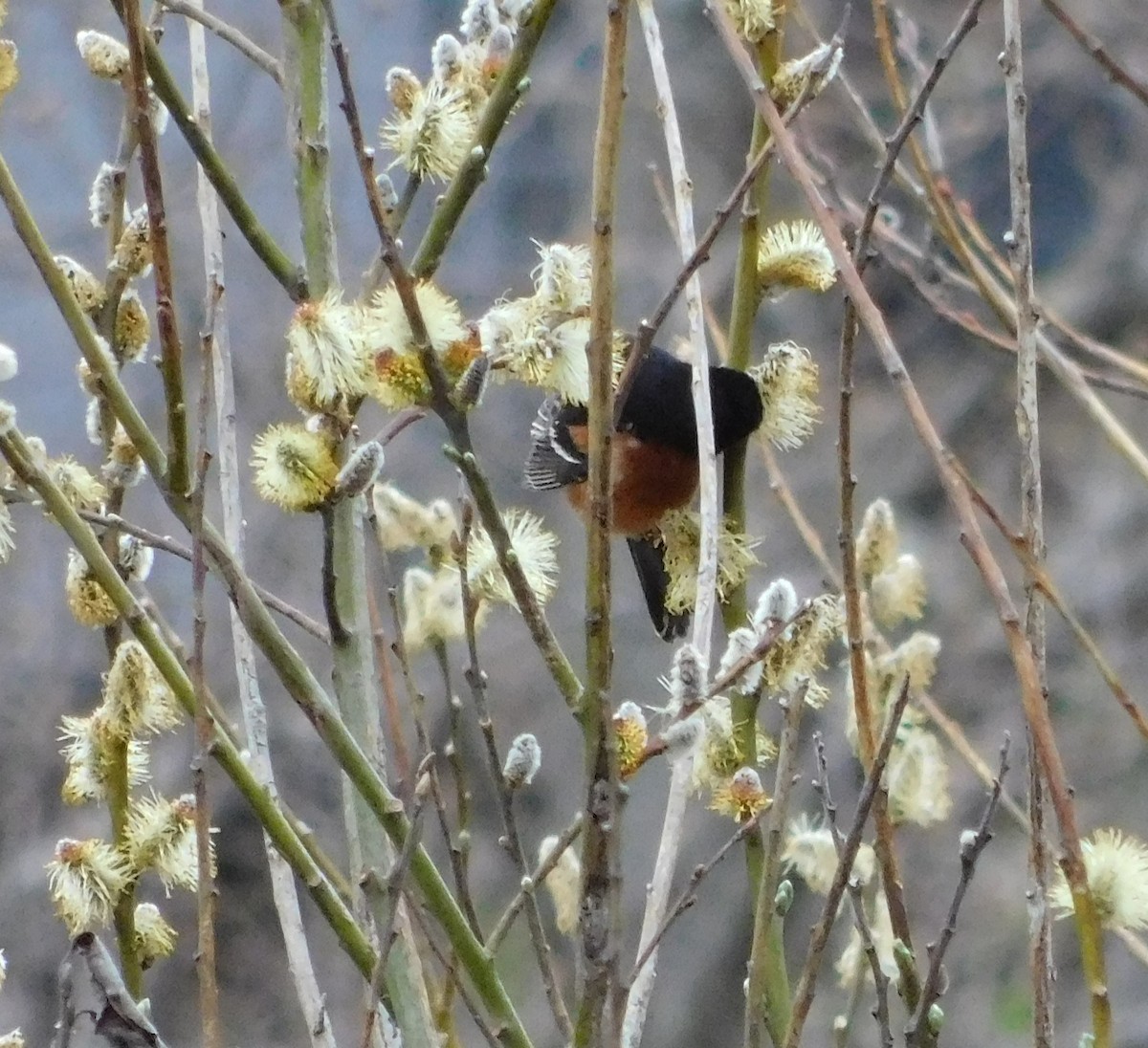 Orchard Oriole - ML441064661