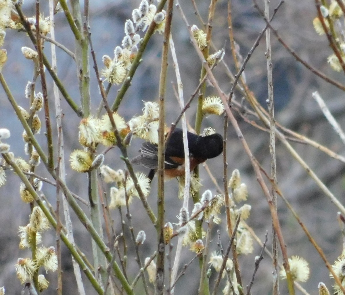 Orchard Oriole - ML441064751