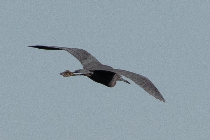 Little Blue Heron - ML441065731