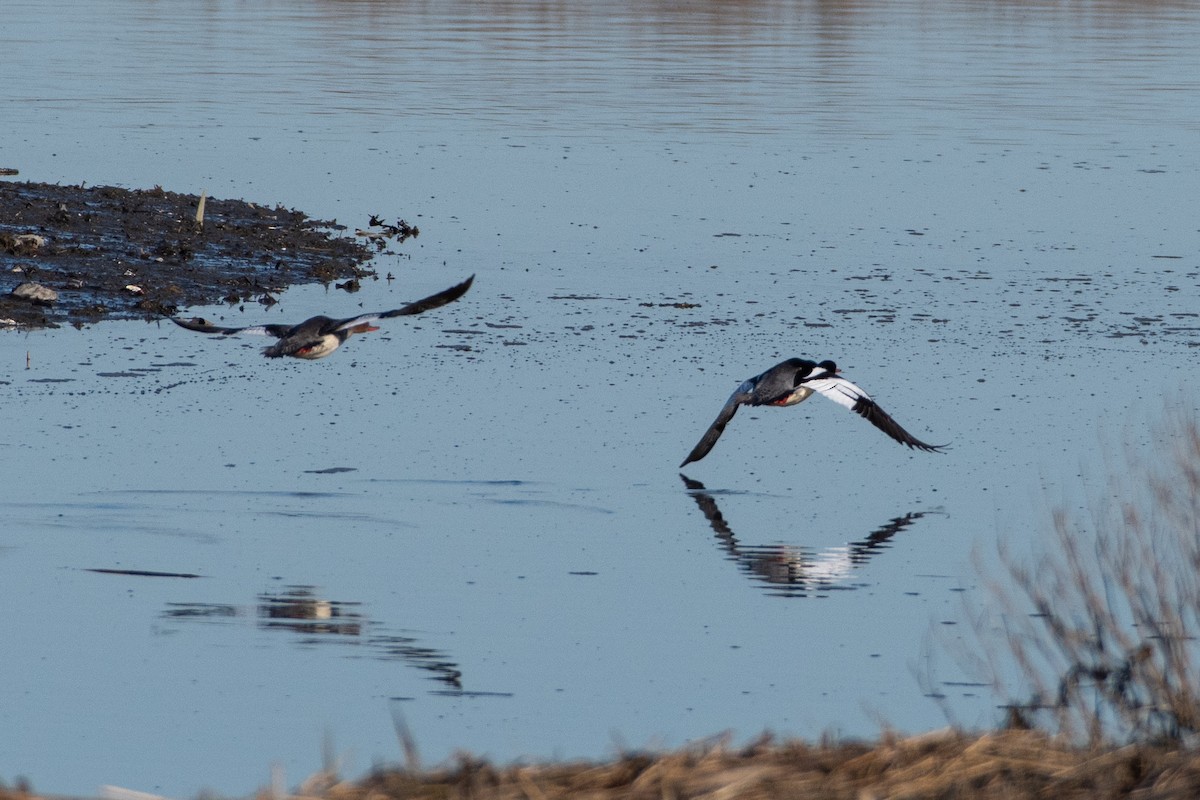 Red-breasted Merganser - ML441065811