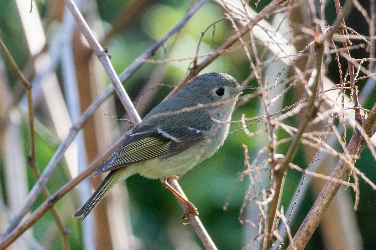 Ruby-crowned Kinglet - Jeremy Cushman