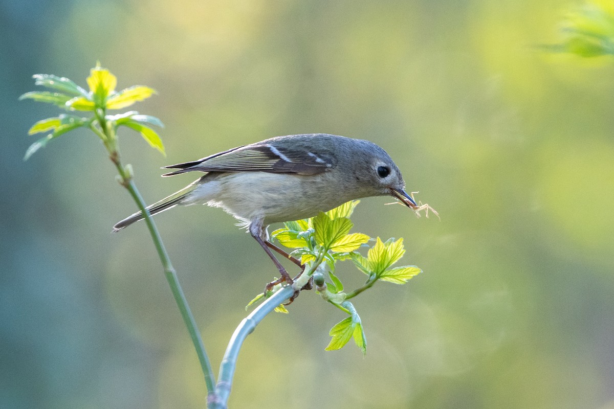 Ruby-crowned Kinglet - ML441065921