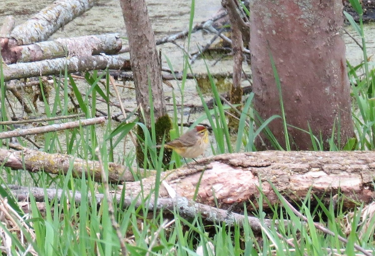 Palm Warbler (Western) - ML441067861