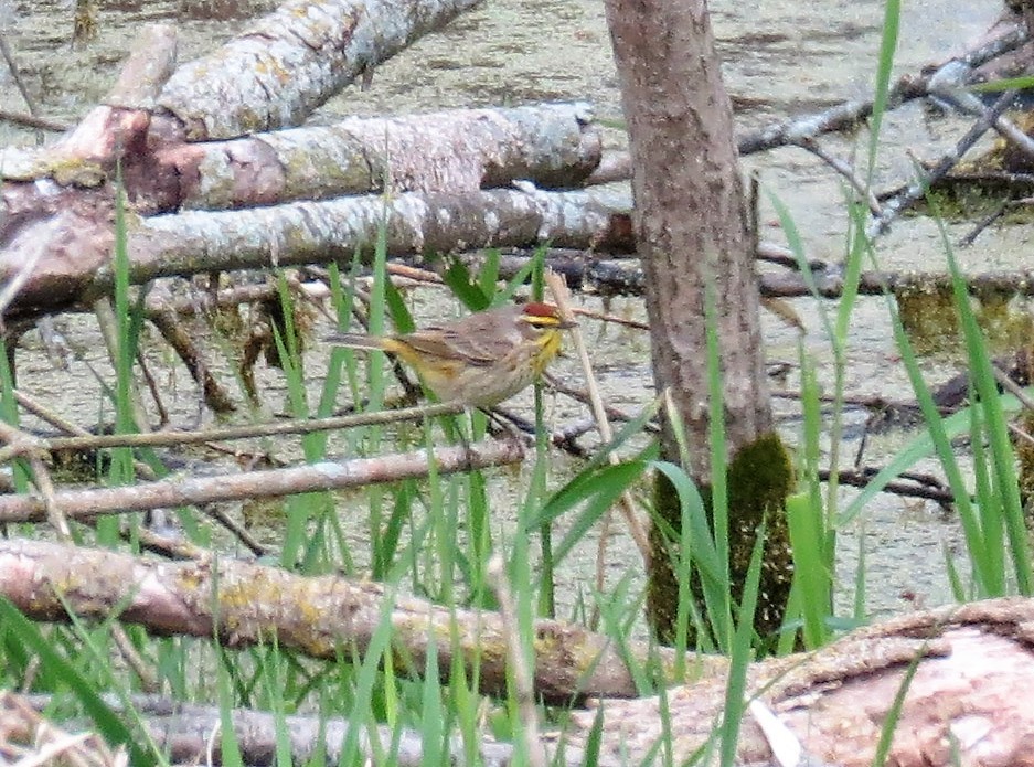 Palm Warbler (Western) - ML441067871