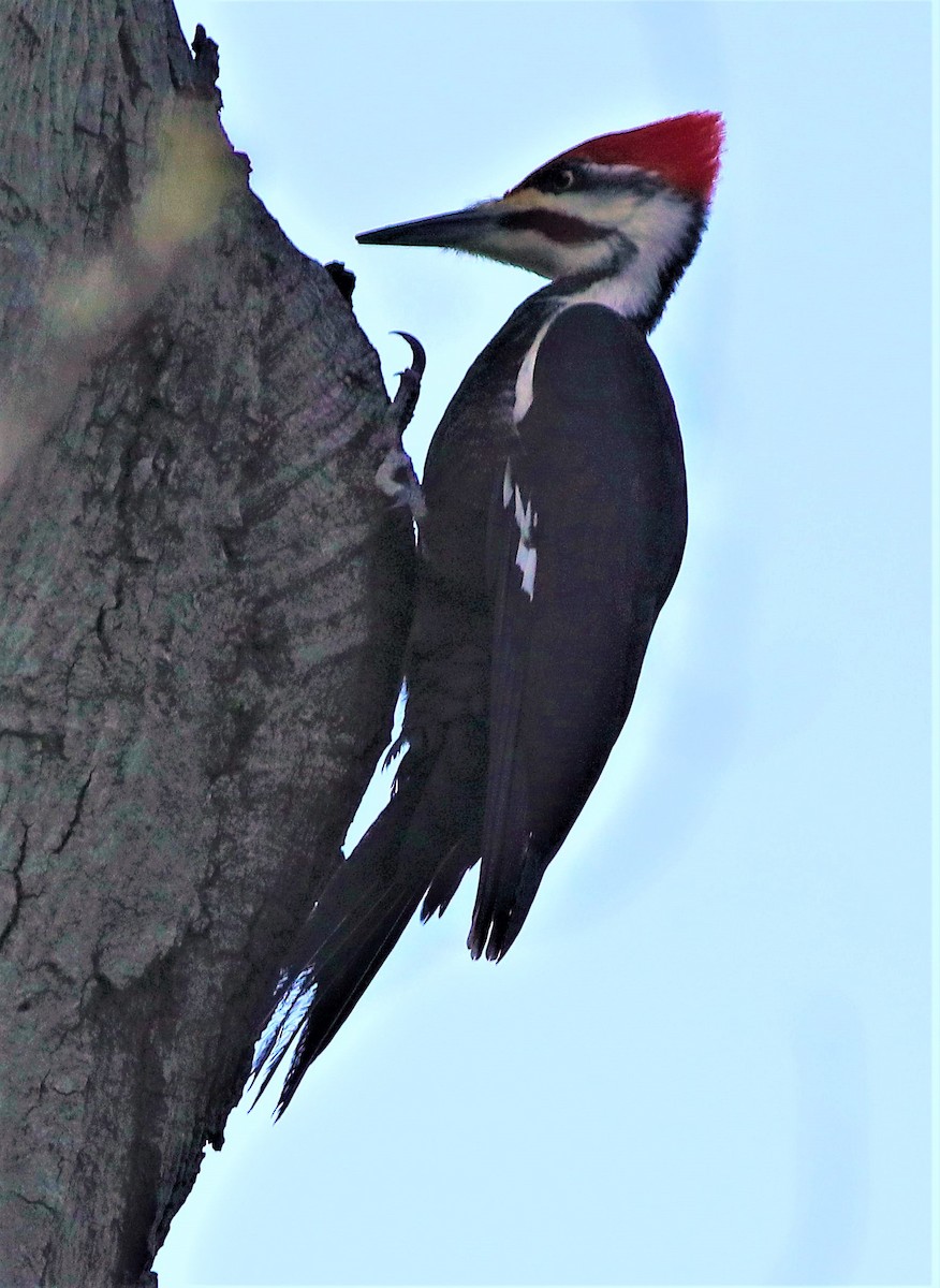 Pileated Woodpecker - ML441068281
