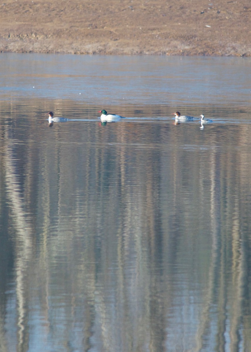 Common Merganser - ML44106831