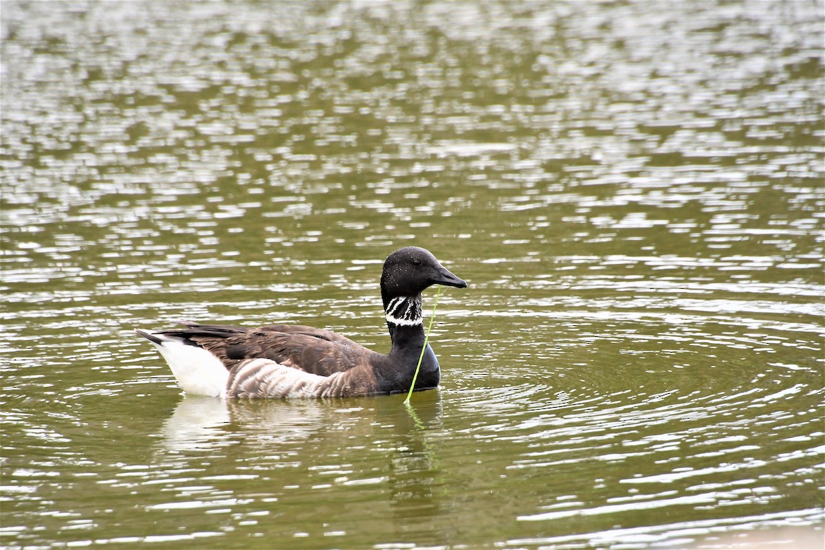 Branta musubeltza - ML441068891