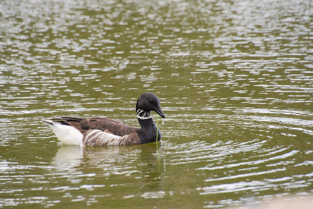 Brant - ML441068911