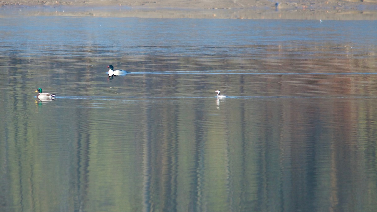 Horned Grebe - ML44106901