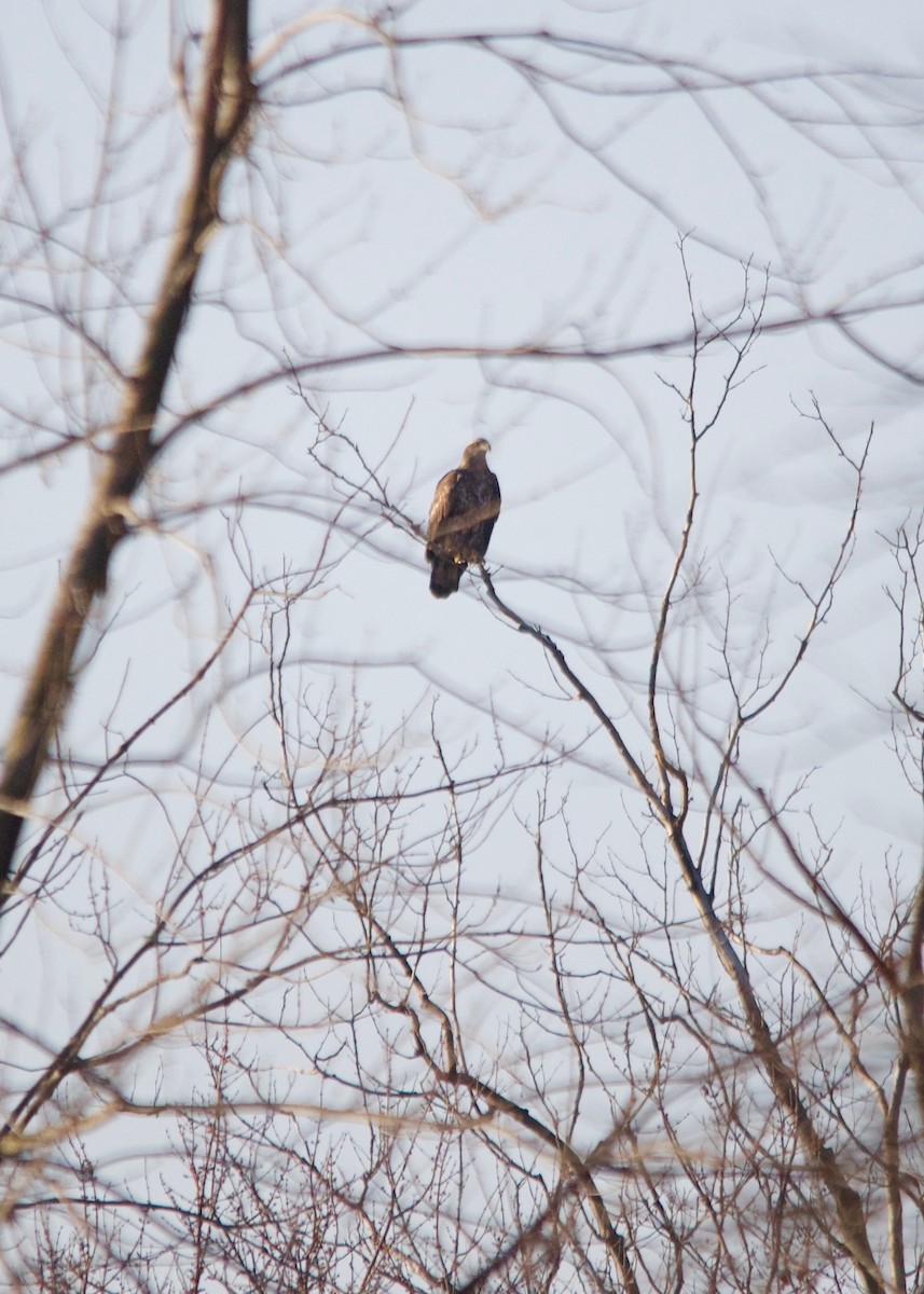 Weißkopf-Seeadler - ML44106921