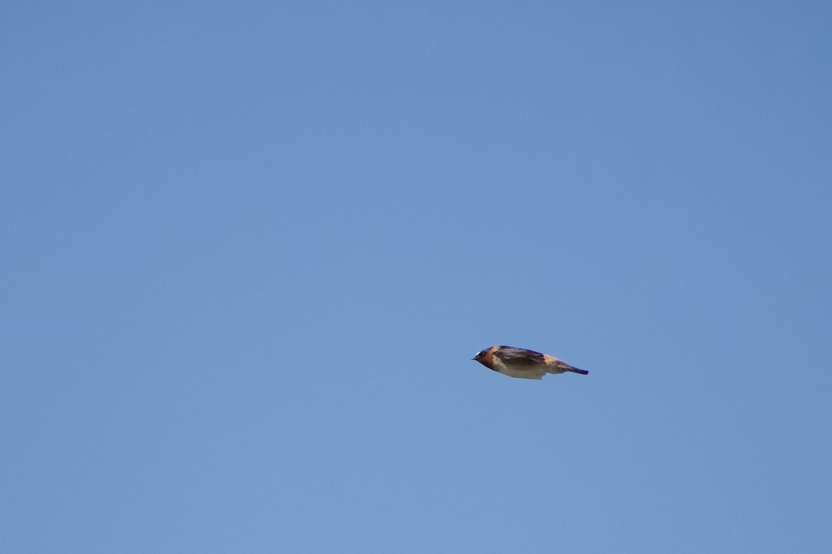 Cliff Swallow - ML441069561