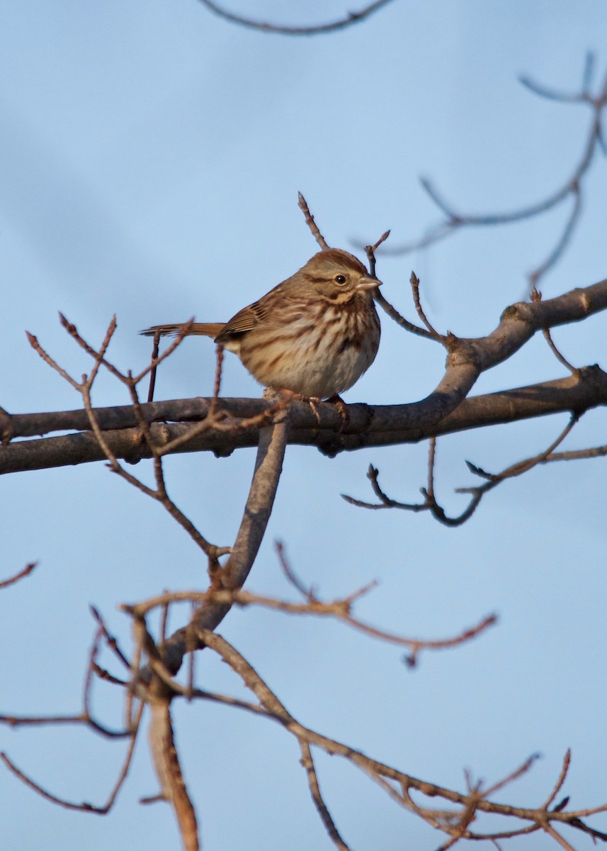 Song Sparrow - ML44107001