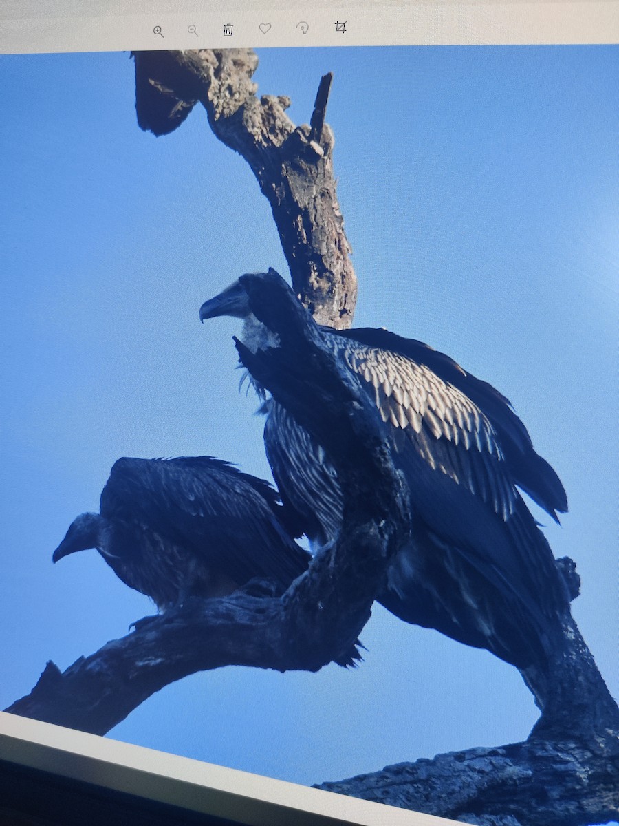 Indian Vulture - ML441070811