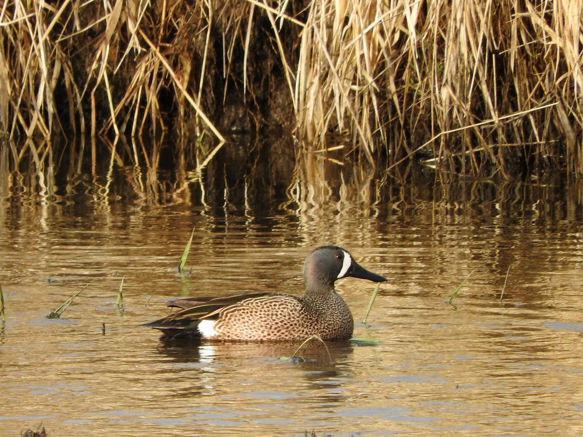 Blue-winged Teal - ML441072101