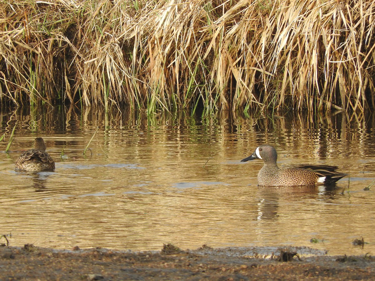 Blue-winged Teal - ML441072281