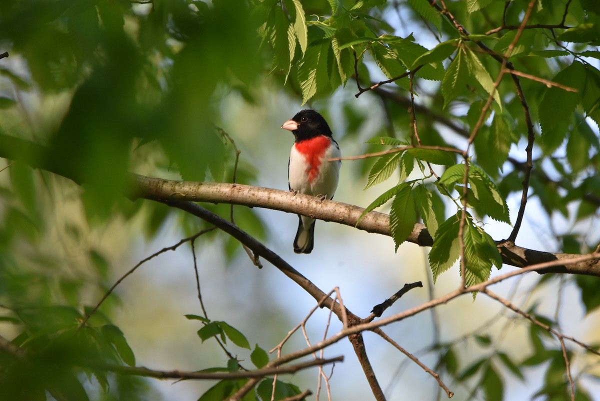 Rose-breasted Grosbeak - ML441072891