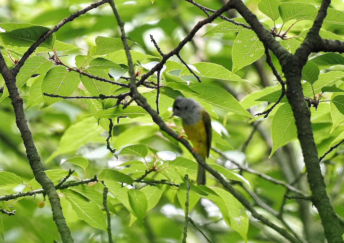 gråhodefluejeger - ML441075141