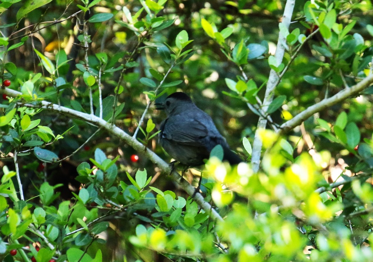 Gray Catbird - ML441077041