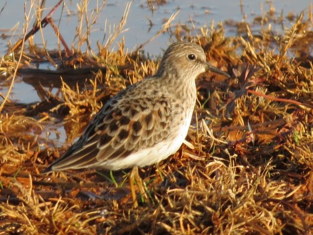 Least Sandpiper - ML44107791