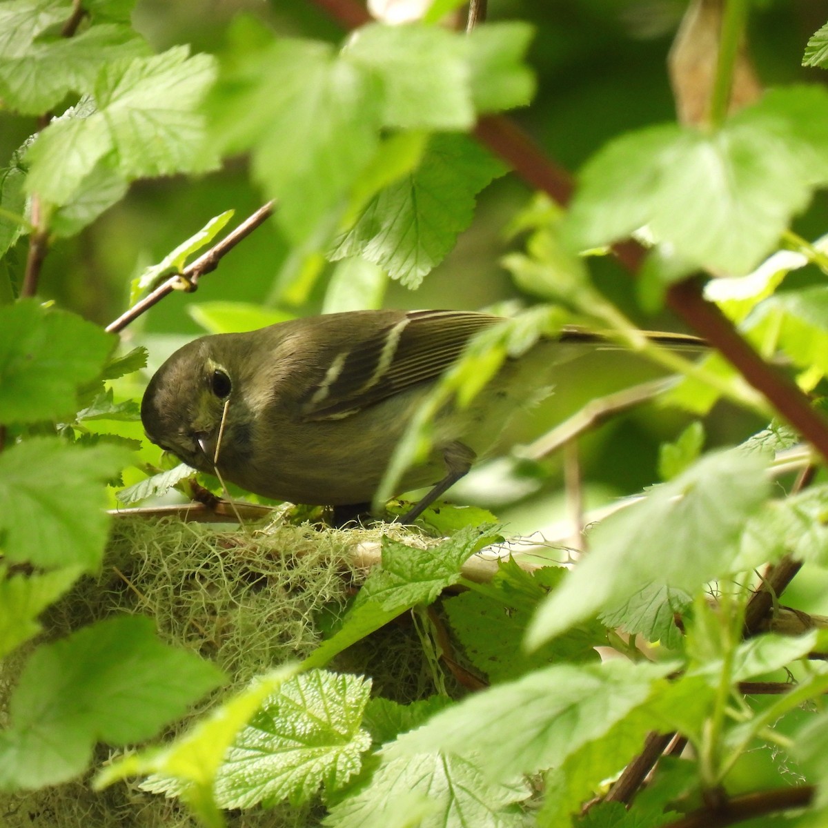 Hutton's Vireo - Susan Kirkbride