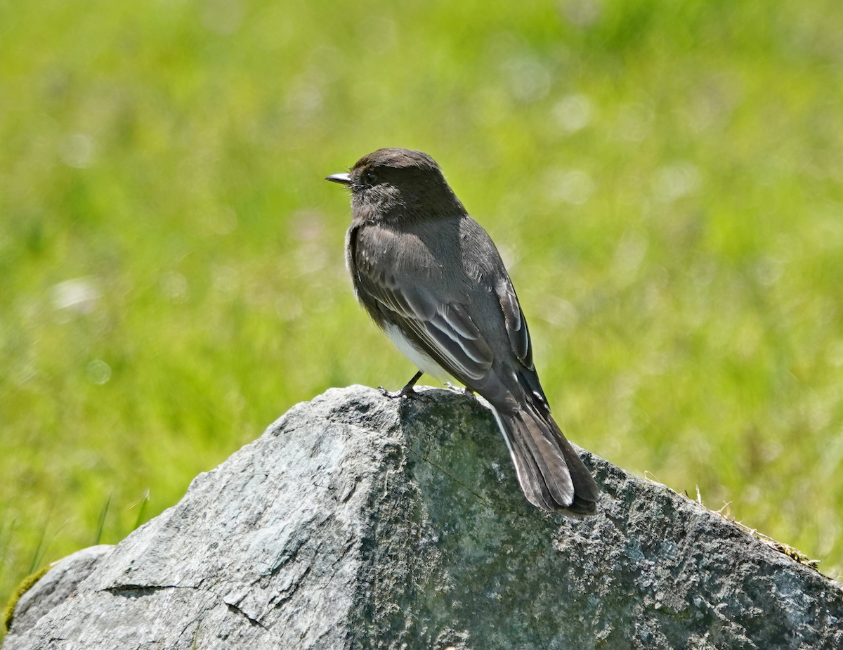 Black Phoebe - ML441081941