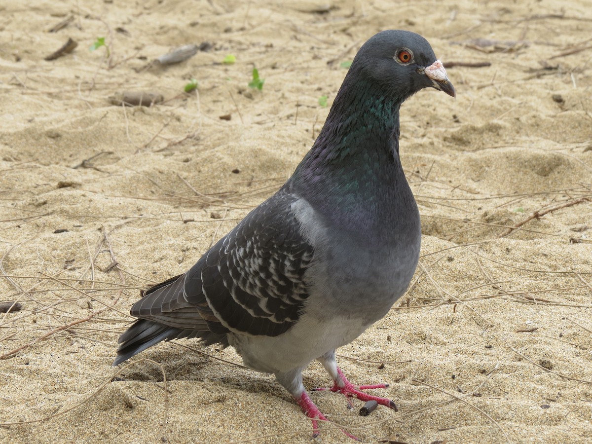 Сизый голубь (Одомашненного типа) - ML44108401