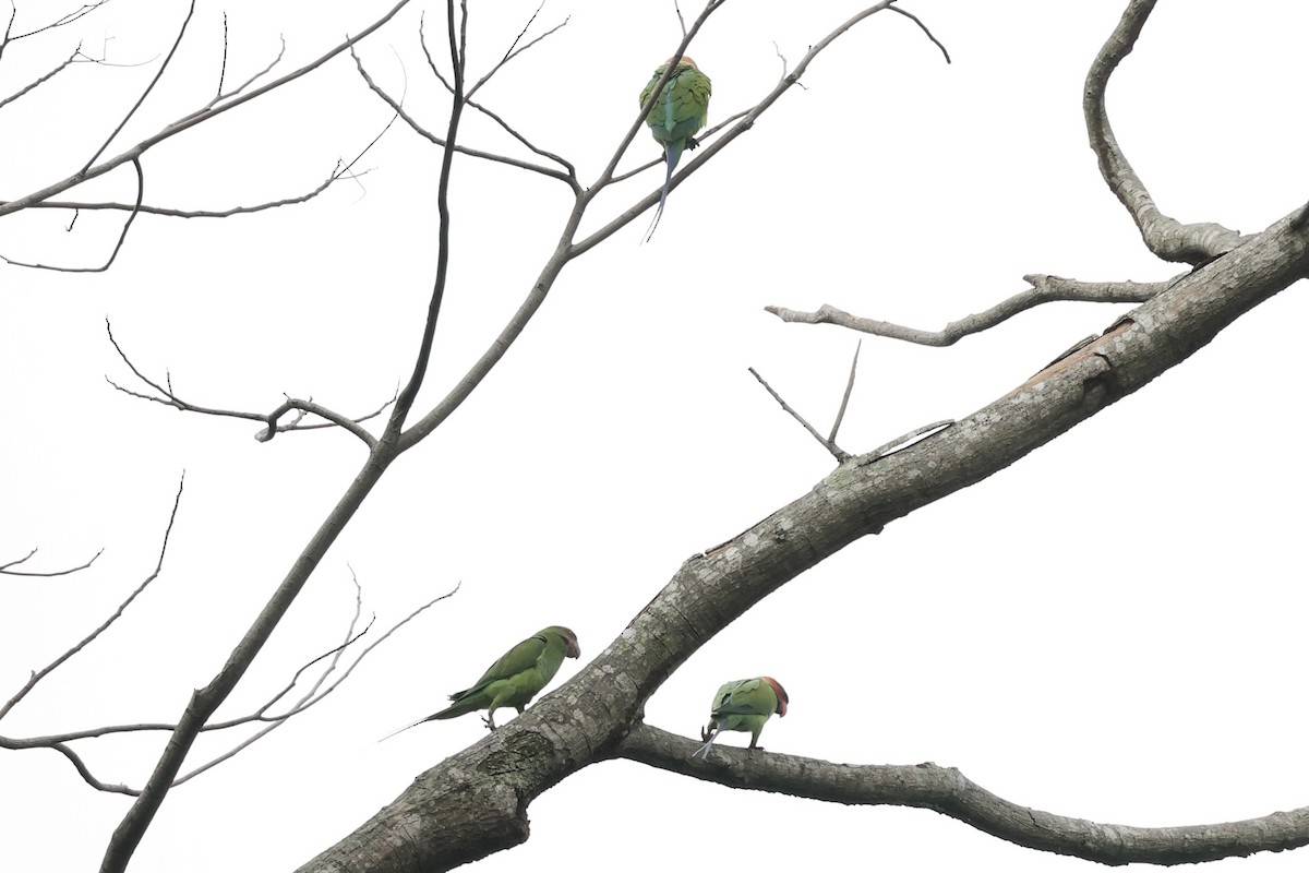 Long-tailed Parakeet - Andrew William